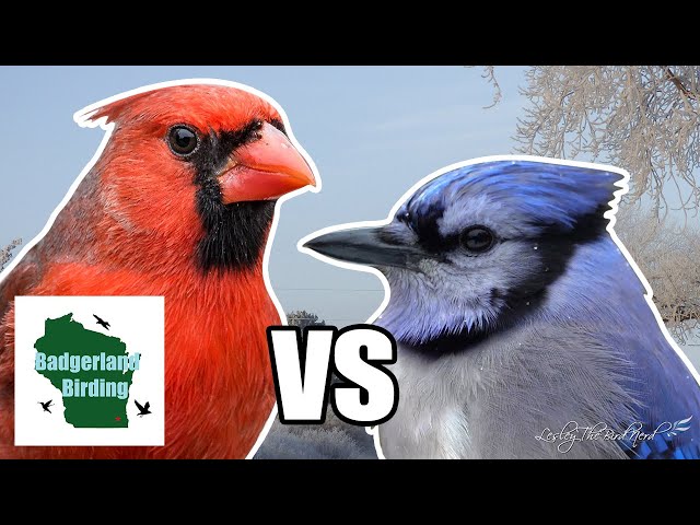 blue jay and cardinal in love