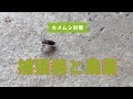 カメムシ捕獲器と殺虫剤