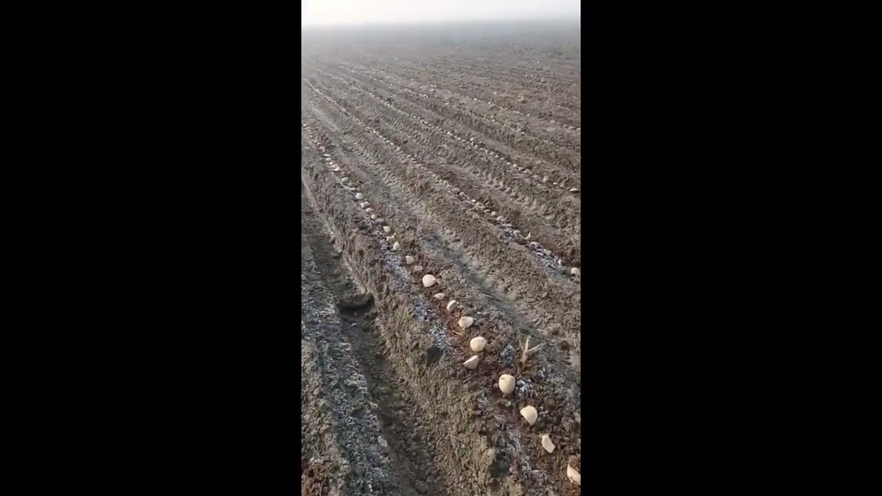 Kartoshkani TO‘G‘RI ekish sirlari Vodiylik dehqon bolada #chatgpt #ai #potato #kartoshka #farming