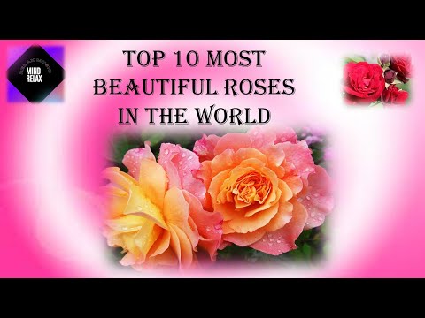 Video: The most beautiful roses in the world: photo with names