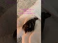 6月22日♥️ぷぅちゃんが我が家へ来て今日でちょうど1年🐥✨あの日生きていてくれて、そして今日も元気でいてくれて、ありがとう🍀* ゚#shorts#ツバメ #野鳥 #かわいい#swallow
