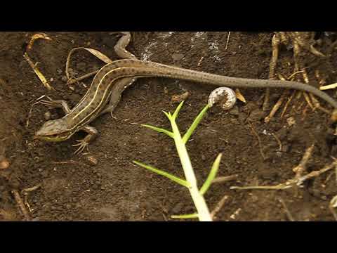 ზოლიანი ხვლიკი - Lacerta strigata