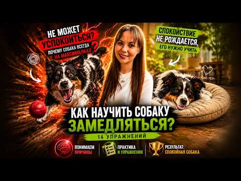 Собака НЕ МОЖЕТ успокоиться? 14 упражнений для спокойствия и самоконтроля