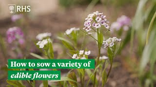 Sowing Edible Flowers | The RHS