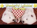 Lullaby No. 9 Relaxing Sleep Music For Puppies ♫ Calm Your Dog ♥ Lullaby For Animals Pets Dog Music