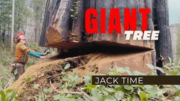 238. 9ft Double Tree | Jacking a Huge Cedar