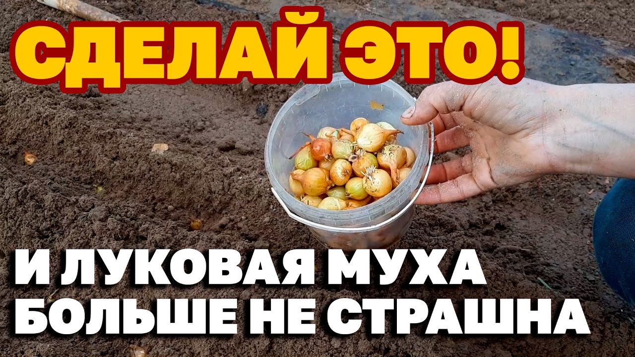ОТ ЛУКОВОЙ МУХИ ИЗБАВИТ СУПЕР ПРОСТОЙ СПОСОБ БОРЬБЫ /ВЕК ЖИВИ ВЕК УЧИСЬ@obovsemsmarusya