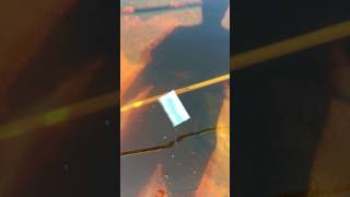 Tack Factory Oregon Rfid Pit Tag Test