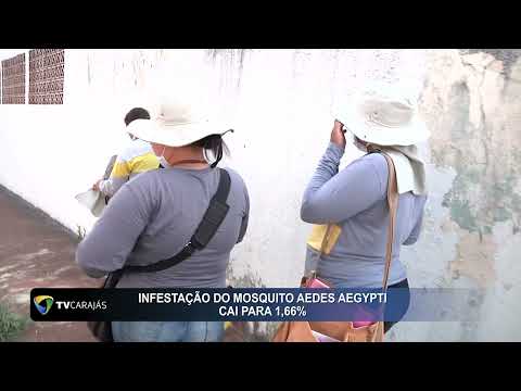 Infestação do mosquito Aedes Aegypti cai para 1,66%