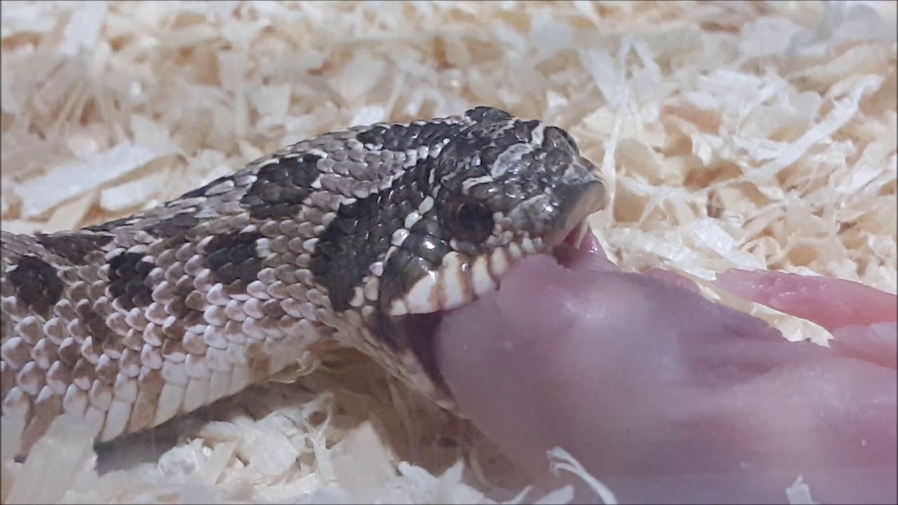애완동물 칩 웨스턴 호그노즈(돼지코뱀) western hognose 밥 먹기
