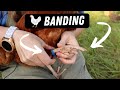 Chicken leg bands how to band chicken legs the easy way