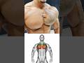 Upper Chest Explosion 🔥 Build Size & Definition #sports #youtubeshorts #ytshorts #youtube #viral
