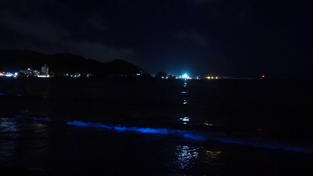 夜光虫は鎌倉へ 湘南 由比ガ浜 茅ヶ崎等の時期や場所 赤潮の関係は