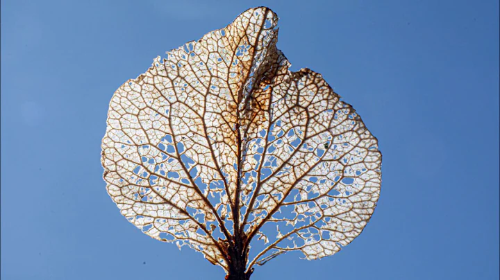 Esther & Abraham Hicks Hold That Thought For 17 Seconds #Stayhome#