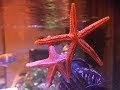 Starfish in the Reef Tank 😍 Red Sea Reefer XL 425 - Got Starfish!