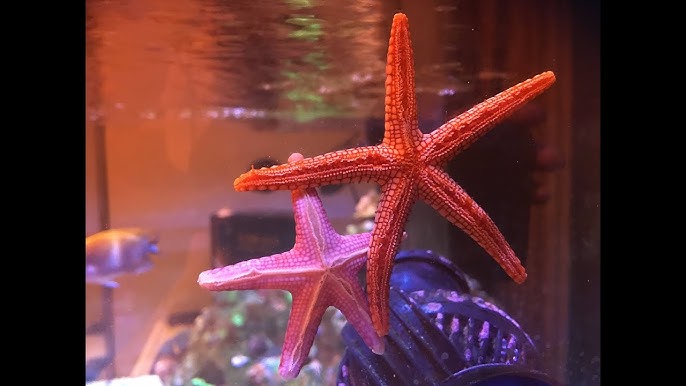 5 EASY & Reef Safe Starfish for the Aquarium - Maryland Aquarium