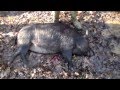Hunting vlog(7) What happens when hes scared