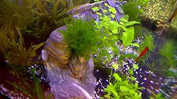 Timelapse video of a planted aquarium - 3 months in 5 minutes