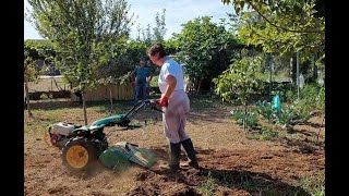 Marieta sembro algo en Galicia que ahora ya se esta poniendo precioso, ¿quereis verlo?