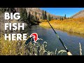 Fishing a small stream with big trout in itnew pb tenkara fly fishing