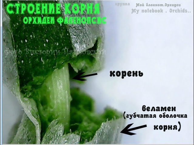 Строение корня орхидеи фаленопсис- веламен.