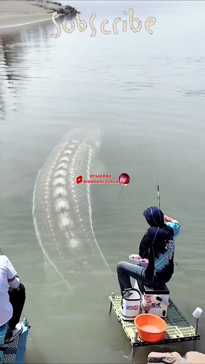 CHAOS..!! Fishing in the forest but got a monster Sturgeon FISH #fishing #searchgallery