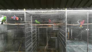อิเลคตัสเล่นน้ำฝน Eclectus parrot