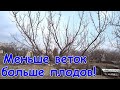 Торможение РОСТА дерева улучшает урожай, способы приостановки. Перевод энергии роста веток в урожай.