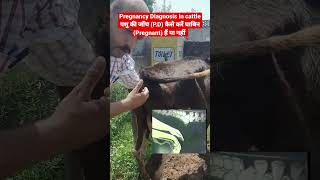 👉गाय / भैंस की P.D कैसे करते हैं 💯 #viralshorts #shorts #ytshorts #trending #pd #animals #reels #vet