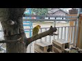 Mini Aviary Love Bird