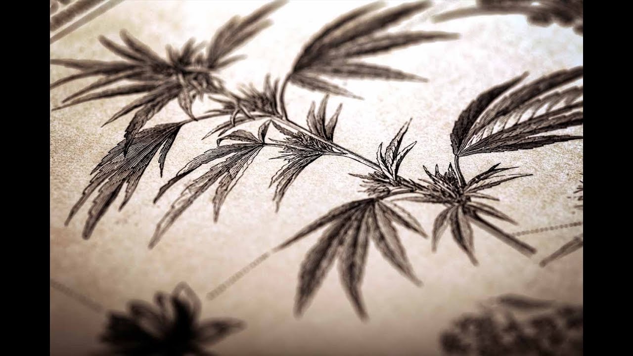 2nd May 2018 - Cameron Francis - Harm reduction strategies for cannabis