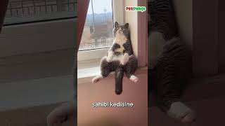 Bu Kedi Gerçekten Darıldı! Sonu Çok Tatlı ❤️