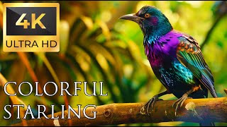 Birds 4K VIDEO UHD  Beautiful Birds Sound  Relaxing Music | Relaxing Safari