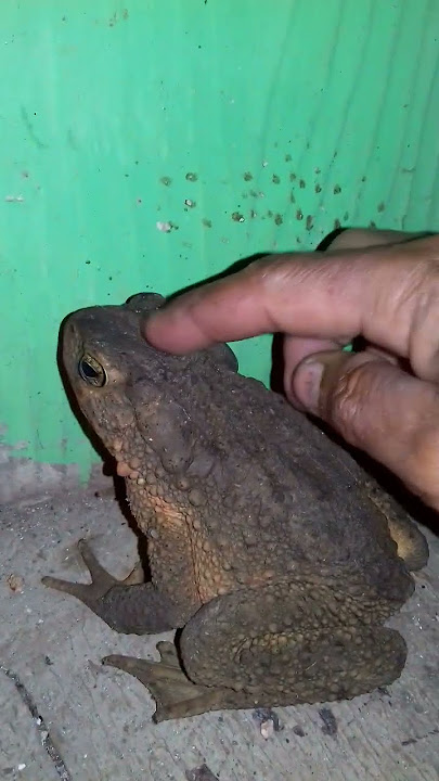 kodok ngorek #shorts