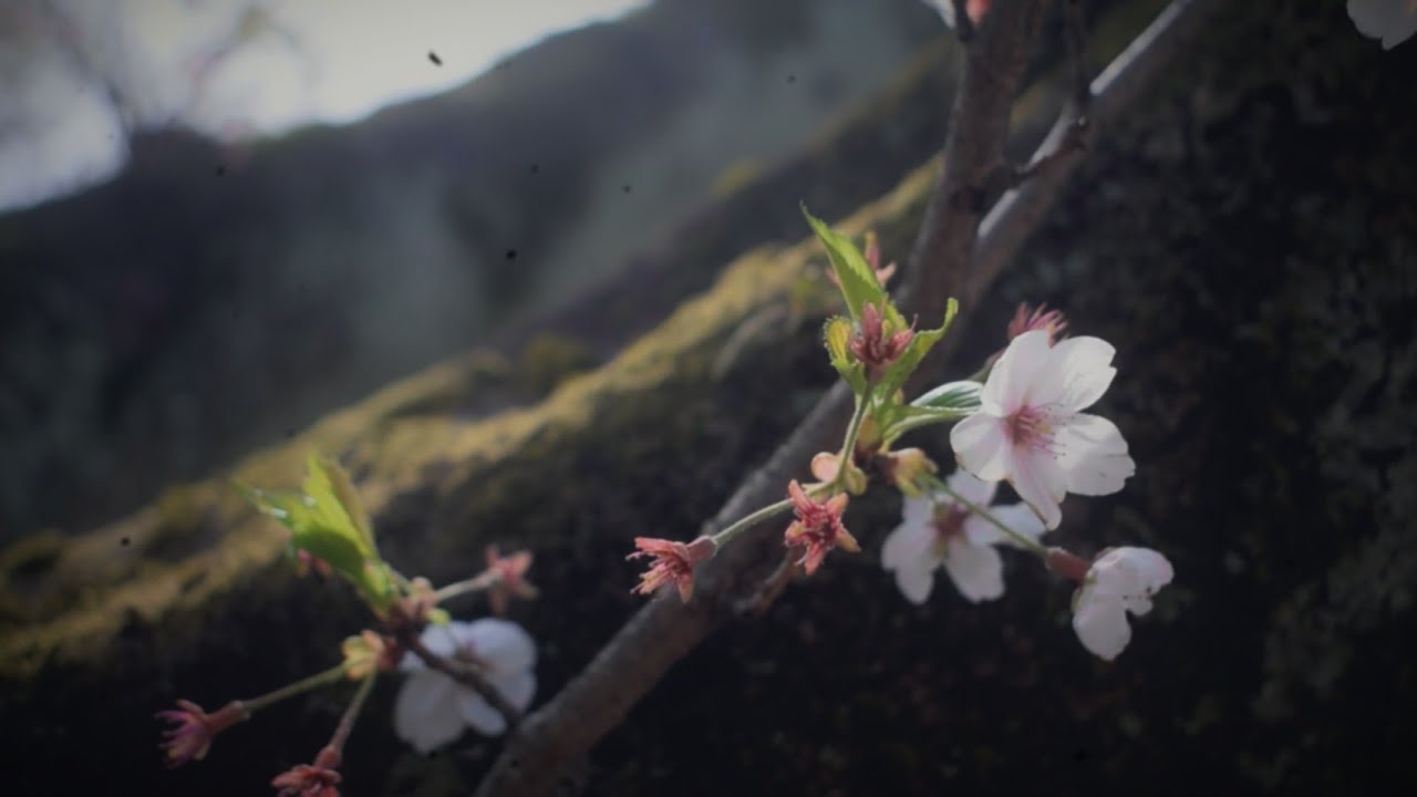 夜紗 - 葉桜と口笛 / feat. 初音ミク