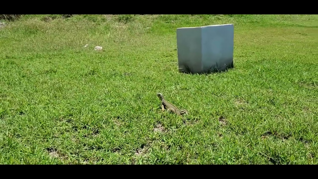 Iguanas, Castillo San Felipe del Morro, Fort in Porto Rico