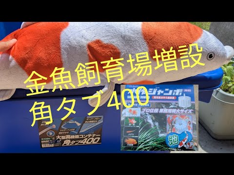 金魚飼育場増設 角タブ400購入してみた！＃コメリ - YouTube