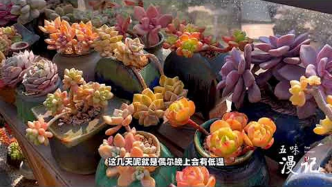 多肉植物｜春天是个美好的季节，多肉们身姿舒展，特玉莲、粉蓝鸟、奥普琳娜 - 天天要闻