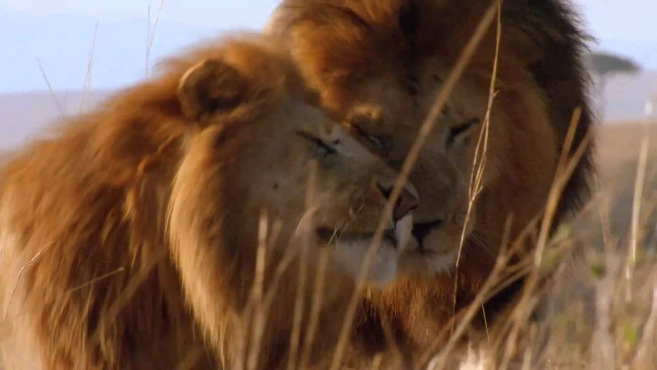 African Cats Official Trailer YouTube