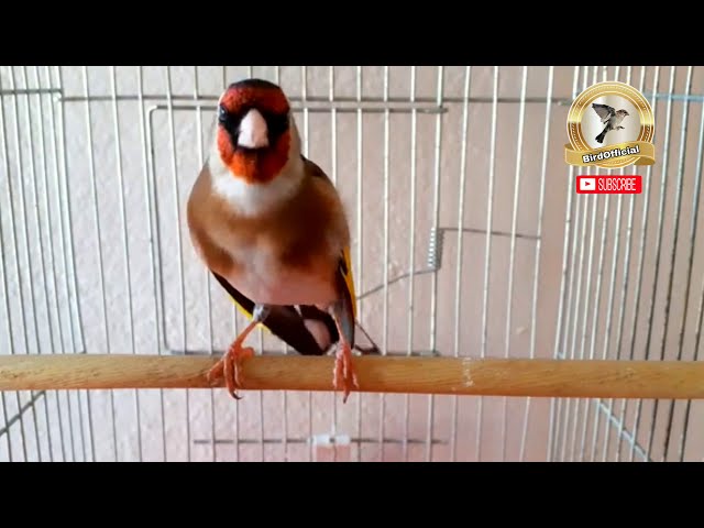 Suara burung Gouldfinch major /kenari gould finch gacor jantan class=