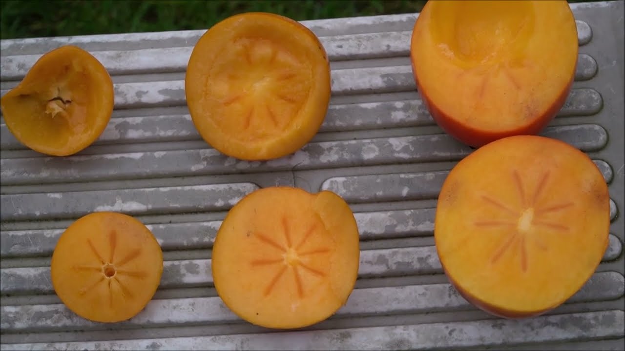 Hurma (Diospyros kaki) Porównanie odmian!