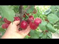 абрикос Рубиста /apricot Rubista/ Урожай 2021. Стабильный урожай и качественный плод.