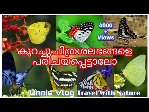 ചിത്രശലഭങ്ങൾ  Travel with Nature Unnis Vlog