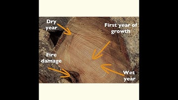 How we use tree rings to reconstruct and learn from past climate patterns