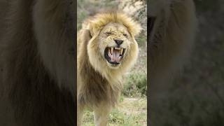 NOMAD Lion Flehmen Response🦁😛