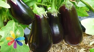 Что можно приготовить из баклажанов? Лучшие рецепты: маклуба, мусс, баклажанная икра. Что можно приготовить из баклажанов? Лучшие рецепты: маклуба, мусс, баклажанная икра.