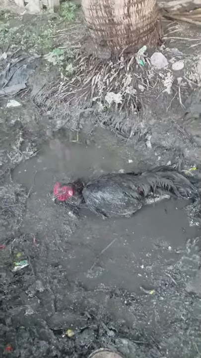 Ayam Bangkok keok sama Bebek, 16 September 2020