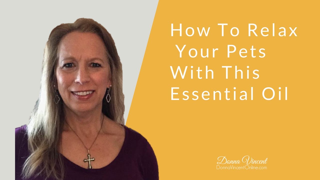 pet health hub How To Relax Your Pets With This Essential Oil