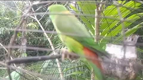 suara pikat serindit pelapis mamanggil temannya supaya datang