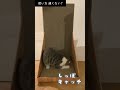 使い方違くない？猫のバリバリボード遊び（Isn't this the wrong way to play? Cat's "BARIBARI BOARD" play）#Shorts